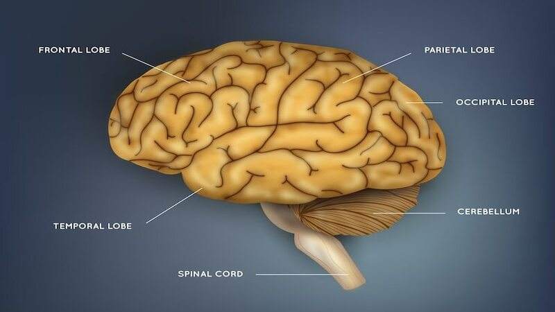 diagram:zpiyzpai3s4= brain